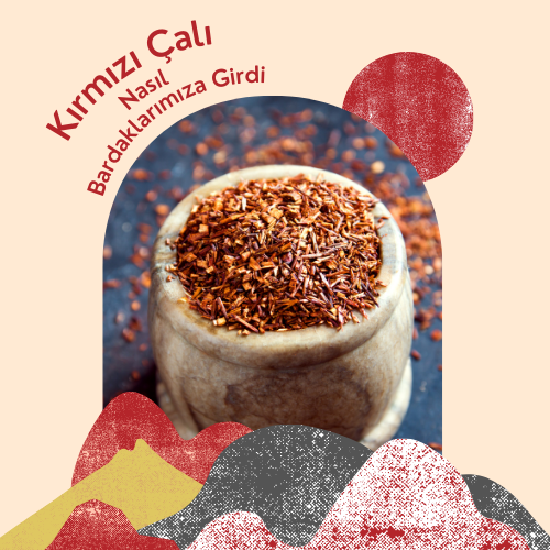 Kırmızı Çalı Nasıl Bardaklarımıza Girdi?